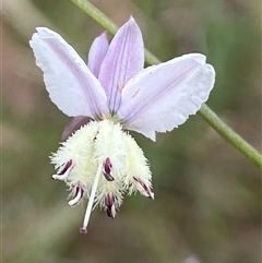 Arthropodium milleflorum (Vanilla Lily) at Hawker, ACT - 6 Nov 2024 by SteveBorkowskis