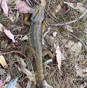 Pogona barbata at Hawker, ACT - suppressed