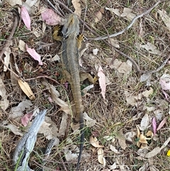 Pogona barbata at Hawker, ACT - suppressed