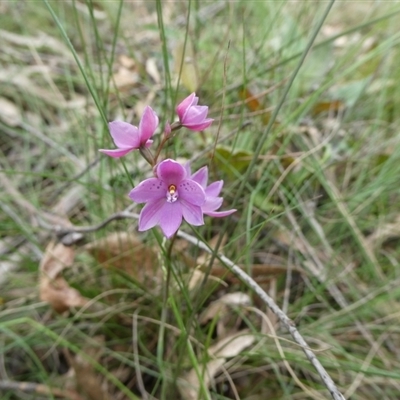 Thelymitra x irregularis at Charleys Forest, NSW - 6 Nov 2022 by arjay