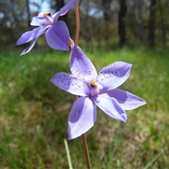 Thelymitra ixioides (Dotted Sun Orchid) at Charleys Forest, NSW - 1 Nov 2009 by arjay