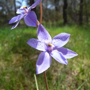 Thelymitra ixioides at Charleys Forest, NSW - 1 Nov 2009