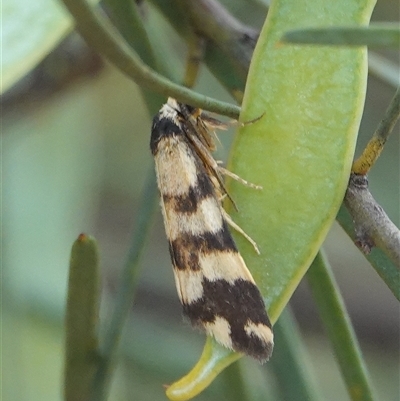 Thallarcha partita (Dark-banded Footman) at Hall, ACT - 7 Nov 2024 by Anna123