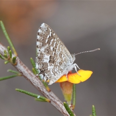 Theclinesthes serpentata (Saltbush Blue) at Hall, ACT - 7 Nov 2024 by Anna123