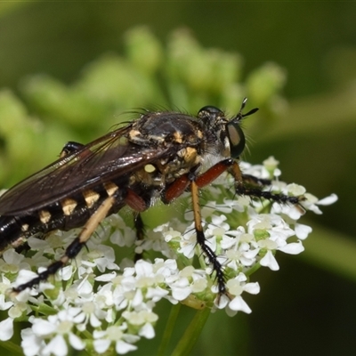 Thereutria amaraca (Spine-legged Robber Fly) at Uriarra Village, ACT - 7 Nov 2024 by DianneClarke