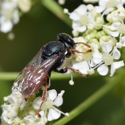 Sericophorus sp. (genus) (Sand wasp) at Uriarra Village, ACT - 7 Nov 2024 by DianneClarke