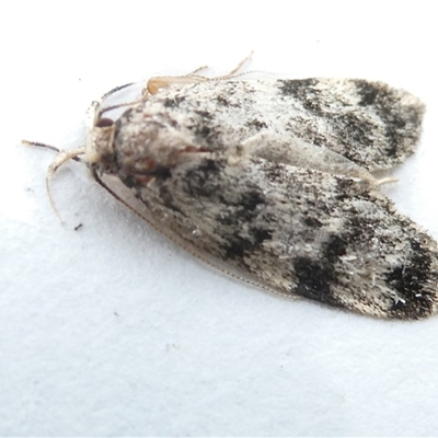 Barea (genus) (A concealer moth) at Belconnen, ACT - 6 Nov 2024 by JohnGiacon