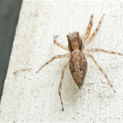 Helpis minitabunda (Threatening jumping spider) at Belconnen, ACT - 7 Nov 2024 by JohnGiacon