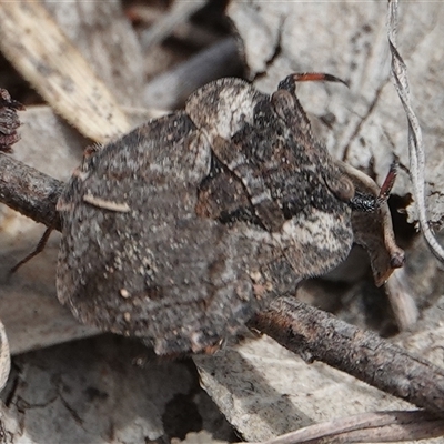 Nerthra sp. (genus) (Toad Bug) at Hall, ACT - 7 Nov 2024 by Anna123