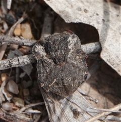 Nerthra sp. (genus) at Hall, ACT - 7 Nov 2024 11:00 AM