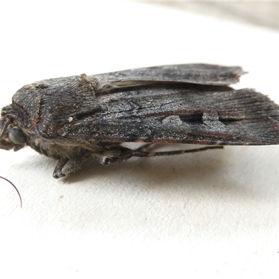 Agrotis infusa (Bogong Moth, Common Cutworm) at Canberra, ACT - 7 Nov 2024 by JohnGiacon