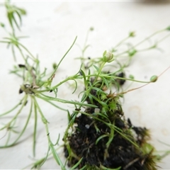 Sagina procumbens (Spreading Pearlwort) at Belconnen, ACT - 7 Nov 2024 by JohnGiacon