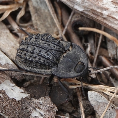 Helea ovata (Pie-dish beetle) at Hall, ACT - 6 Nov 2024 by Anna123