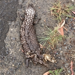 Tiliqua rugosa (Shingleback Lizard) at Aranda, ACT - 7 Nov 2024 by JohnGiacon