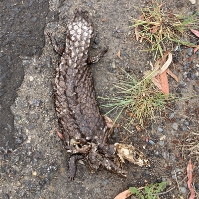 Tiliqua rugosa (Shingleback Lizard) at Aranda, ACT - 7 Nov 2024 by JohnGiacon