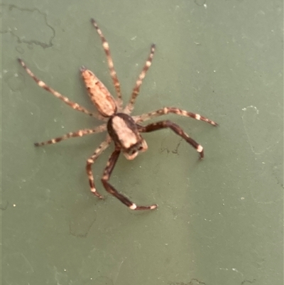 Helpis sp. (genus) (Unidentified Bronze Jumping Spider) at Belconnen, ACT - 2 Nov 2024 by JohnGiacon