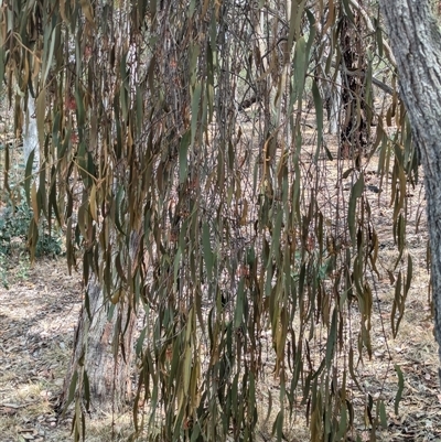 Amyema miquelii (Box Mistletoe) at Hawker, ACT - 7 Nov 2024 by CattleDog