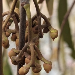 Amyema miquelii at Hawker, ACT - 7 Nov 2024 11:00 AM