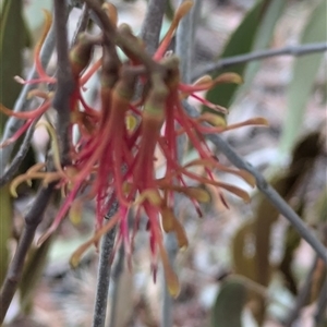 Amyema miquelii at Hawker, ACT - 7 Nov 2024 11:00 AM