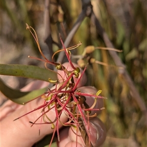 Amyema miquelii at Hawker, ACT - 7 Nov 2024 11:00 AM