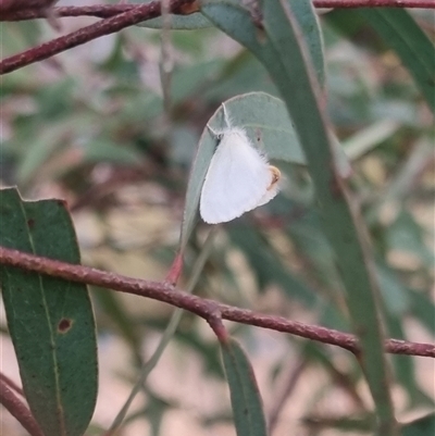 Acyphas chionitis (White Tussock Moth) at Bungendore, NSW - 7 Nov 2024 by clarehoneydove