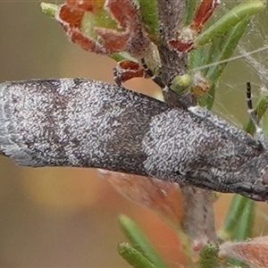 Lasiosticha opimella at Hall, ACT - 7 Nov 2024 10:49 AM