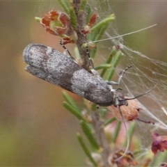 Lasiosticha opimella at Hall, ACT - 7 Nov 2024 10:49 AM