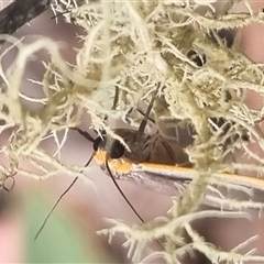 Palaeosia bicosta (Two-ribbed Footman) at Bungendore, NSW - 7 Nov 2024 by clarehoneydove