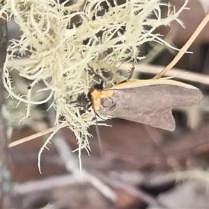 Palaeosia bicosta at Bungendore, NSW - suppressed