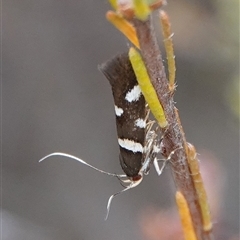 Macrobathra alternatella (A Gelechioid moth) at Hall, ACT - 6 Nov 2024 by Anna123