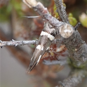 Macrobathra alternatella at Hall, ACT - 7 Nov 2024