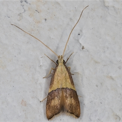 Crocanthes prasinopis (A Curved -horn moth) at Melba, ACT - 5 Nov 2024 by kasiaaus