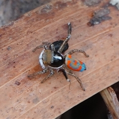 Maratus pavonis (Dunn's peacock spider) at Hall, ACT - 7 Nov 2024 by Anna123