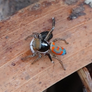 Maratus pavonis at Hall, ACT - suppressed