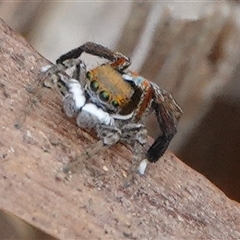 Maratus pavonis at Hall, ACT - 7 Nov 2024