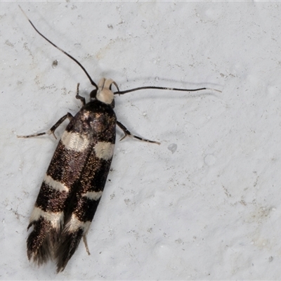 Limnaecia chionospila (Cosmopterigid) at Melba, ACT - 5 Nov 2024 by kasiaaus