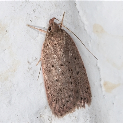 Chezala privatella (A Concealer moth) at Melba, ACT - 5 Nov 2024 by kasiaaus