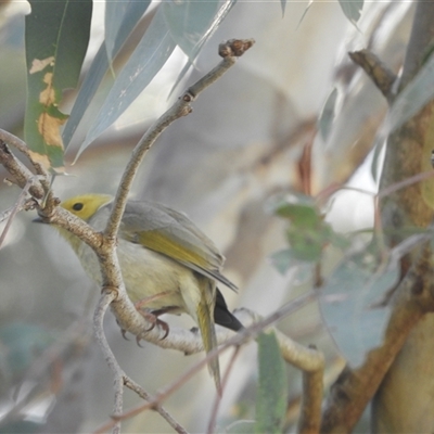 Ptilotula penicillata (White-plumed Honeyeater) at Mundarlo, NSW - 5 Nov 2024 by SimoneC