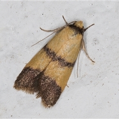 Heteroteucha translatella (Wingia Group) at Melba, ACT - 5 Nov 2024 by kasiaaus