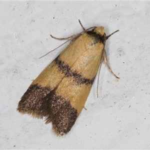 Heteroteucha translatella at Melba, ACT - 5 Nov 2024 09:08 PM