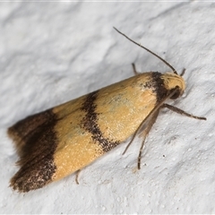 Heteroteucha translatella at Melba, ACT - 5 Nov 2024 09:08 PM