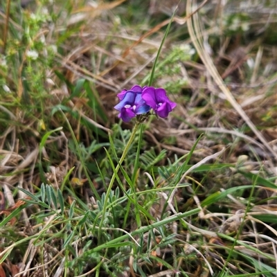 Swainsona behriana (Behr's Swainson-Pea) at Mount Clear, ACT - 6 Nov 2024 by BethanyDunne