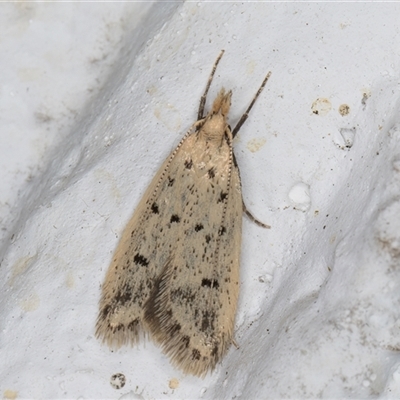 Atheropla decaspila (A concealer moth) at Melba, ACT - 5 Nov 2024 by kasiaaus