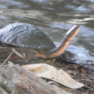 Chelodina longicollis (Eastern Long-necked Turtle) at Mundarlo, NSW - 2 Nov 2024 by SimoneC