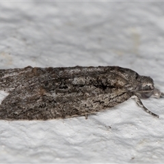 Palaeotoma styphelana at Melba, ACT - 5 Nov 2024 09:09 PM