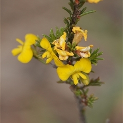 Dillwynia sericea (Egg And Bacon Peas) at Hall, ACT - 6 Nov 2024 by Anna123