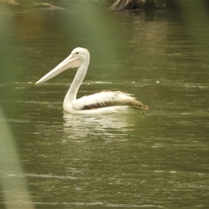 Pelecanus conspicillatus at Mundarlo, NSW - 4 Nov 2024 12:19 PM