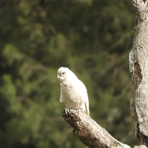 Cacatua sanguinea at Nangus, NSW - 4 Nov 2024