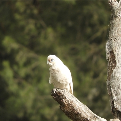 Cacatua sanguinea (Little Corella) at Nangus, NSW - 3 Nov 2024 by SimoneC