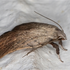 Tortricopsis pyroptis at Melba, ACT - 5 Nov 2024 09:12 PM